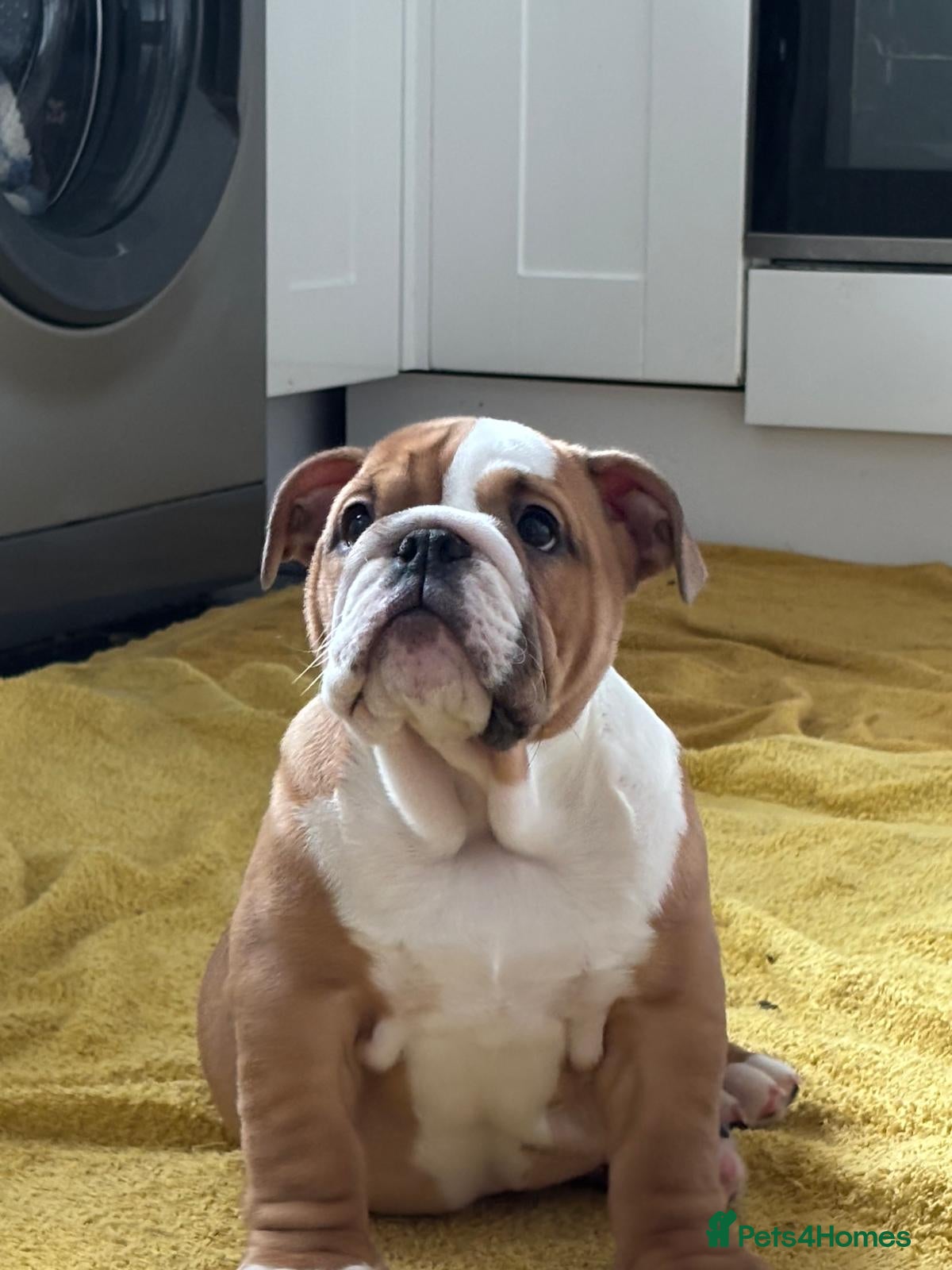 English Bulldog dogs Champion Sired KC Reg Bulldog Puppy - Advert 8
