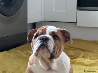 English Bulldog dogs Champion Sired KC Reg Bulldog Puppy - Advert 8