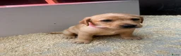Labrador Retriever dogs for sale: Beautiful Fox Red Labrador Retriever Puppies  in Bishop Auckland - Advert 4