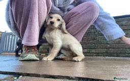 Cocker Spaniel dogs for sale: Working Cocker Pups  - Image 5