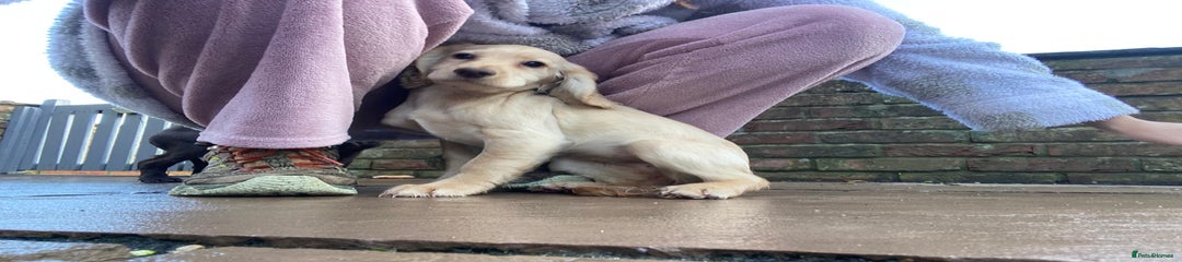 Cocker Spaniel Puppy 2