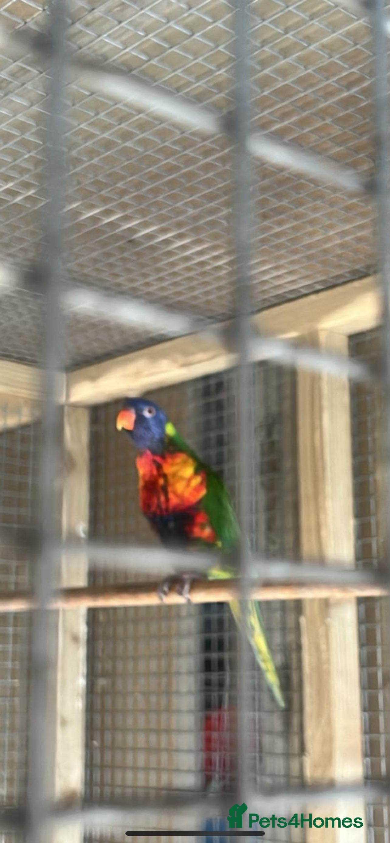 Lorikeets birds Rainbow lorikeet  - Advert 9