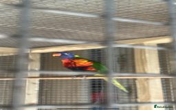 Lorikeets birds for sale: Rainbow lorikeet  - Advert 1