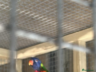 Lorikeets birds Rainbow lorikeet - Advert 8