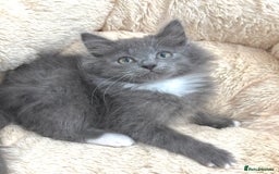 Mixed Breed cats for sale: BEAUTIFUL FLUFFY GREY KITTENS   - Image 8