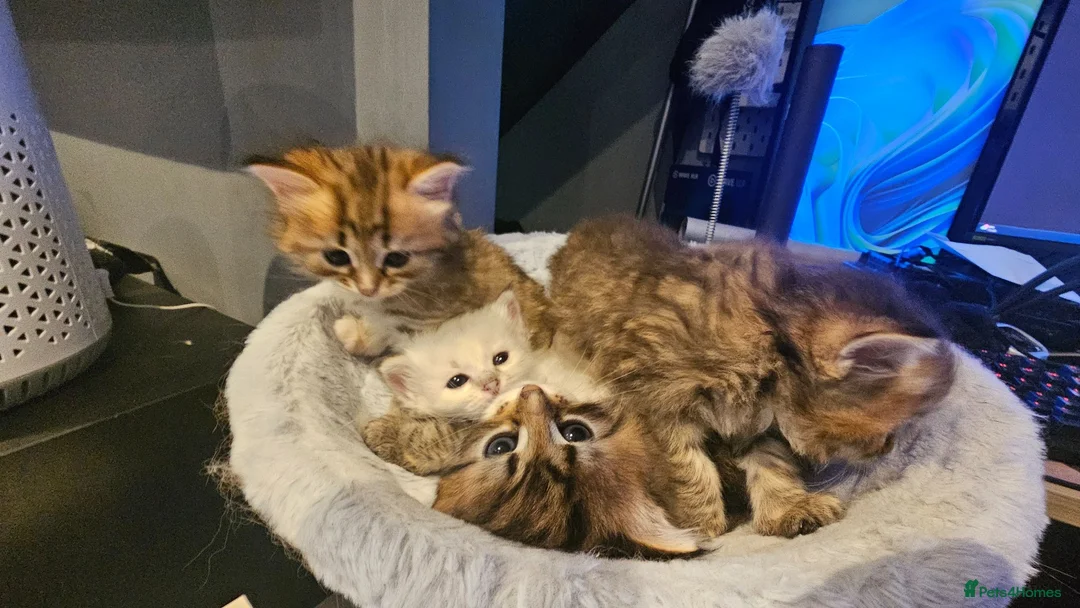 Siberian cats for sale: Purebred Siberian Kittens Indoor/Catio only - Advert 1