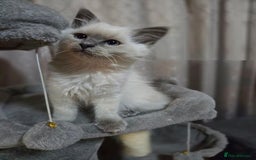 Ragdoll cats for sale: perfect cuddled Ragdoll kittens - Image 6