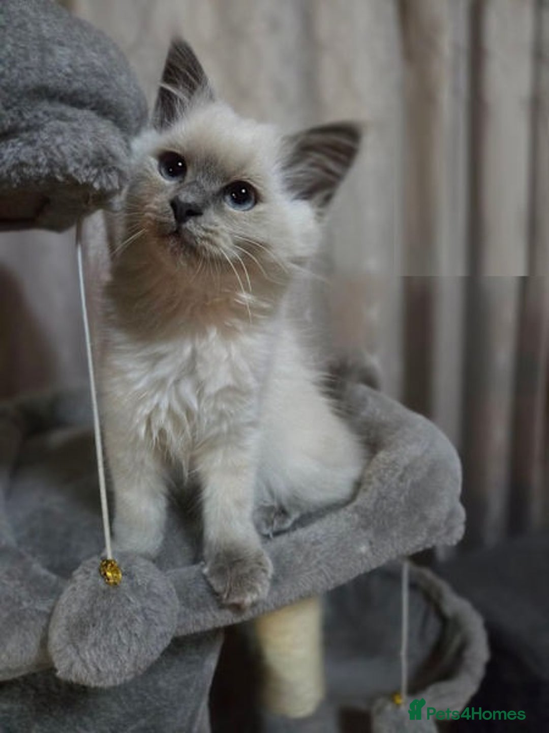 Ragdoll cats for sale: perfect cuddled Ragdoll kittens - Image 6