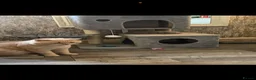 Scottish Fold cats for sale: Scottish fold / British short hair - Advert 9