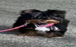 Yorkshire Terrier dogs for sale: Yorkshire terrier female  - Advert 4