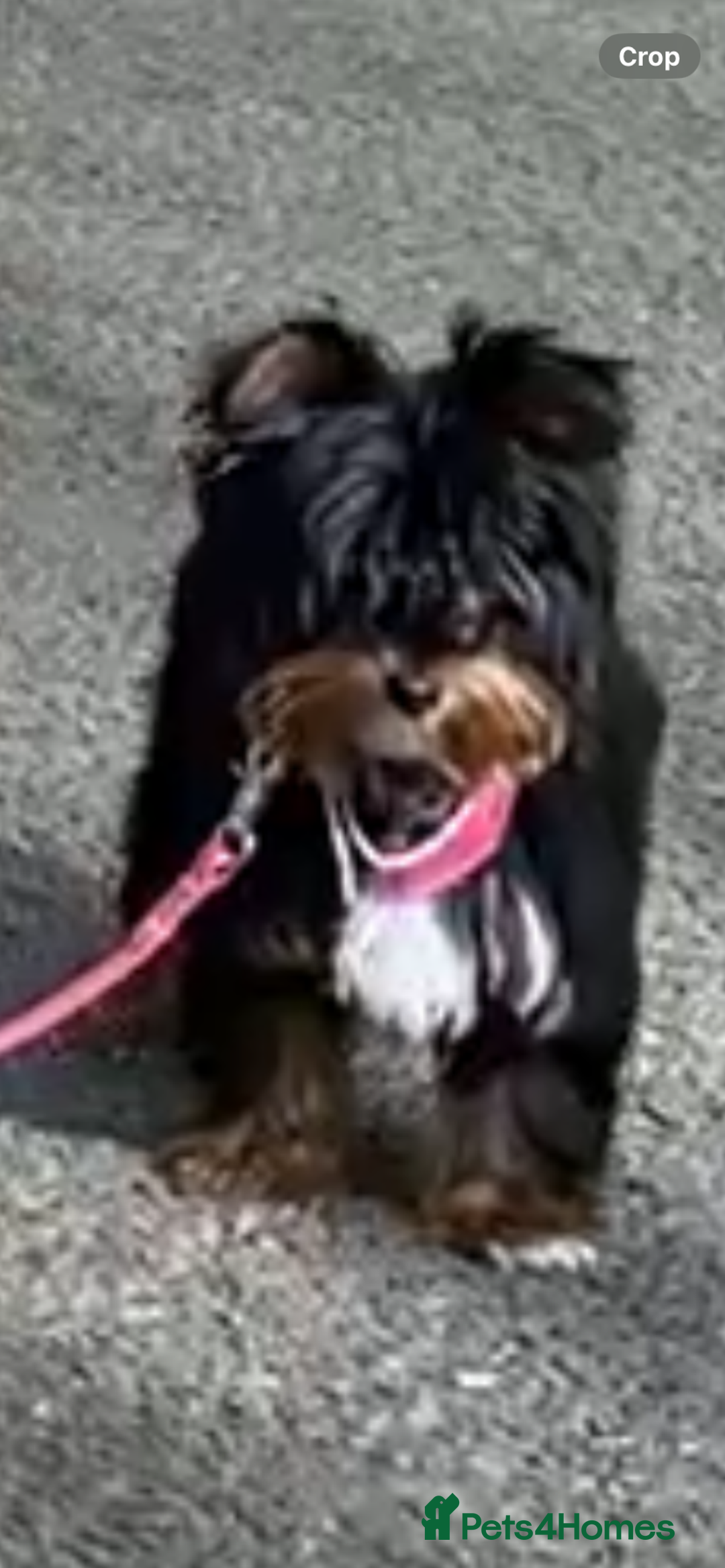 Yorkshire Terrier dogs for sale: Yorkshire terrier female  - Advert 4