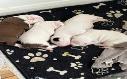 Mixed Breed dogs for sale: 4 beautiful American bully cross staffy puppies - Image 1