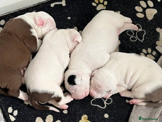 Mixed Breed dogs - Advert 10