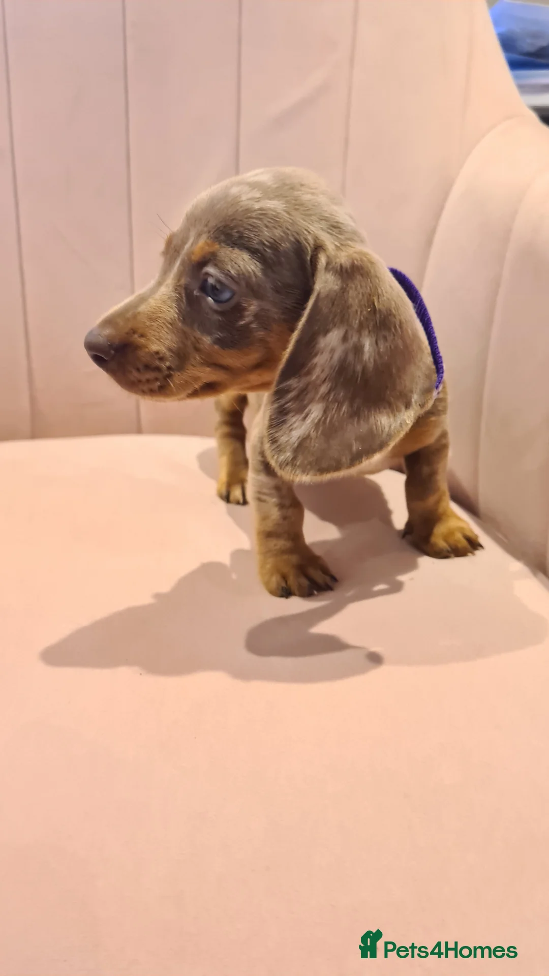 Miniature Dachshund dogs for sale: Lilac dapple daxies ready soon 3 girls 2 boys left - Advert 9
