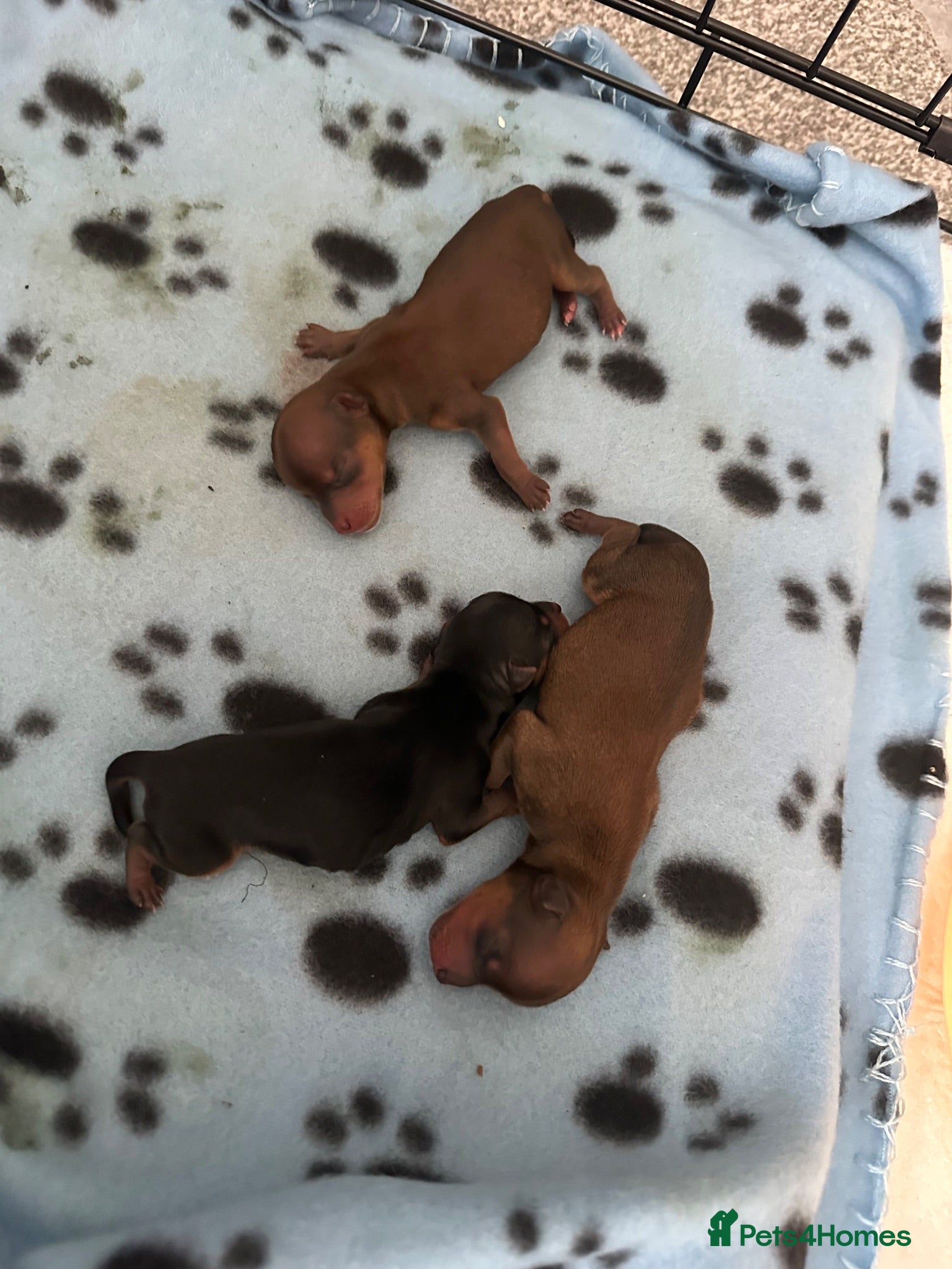 Yorkshire Terrier dogs RARE Ginger (Golddust) Teacup Yorkies  - Advert 1