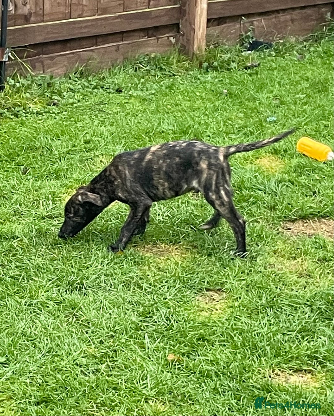 Lurcher dogs for sale: last pup lurcher dog - Advert 1