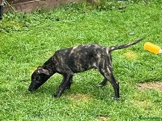 Lurcher dogs last pup lurcher dog - Advert 14