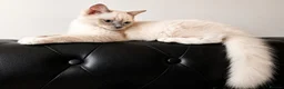 Ragdoll cats for sale: 👑Grand Champion Bloodlines Ragdoll Kittens👑 - Advert 6