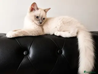 Ragdoll cats 👑Grand Champion Bloodlines Ragdoll Kittens👑 - Advert 1