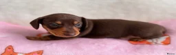 Miniature Dachshund dogs for sale: Miniature smoothair dachshund puppies 🐶  - Advert 5
