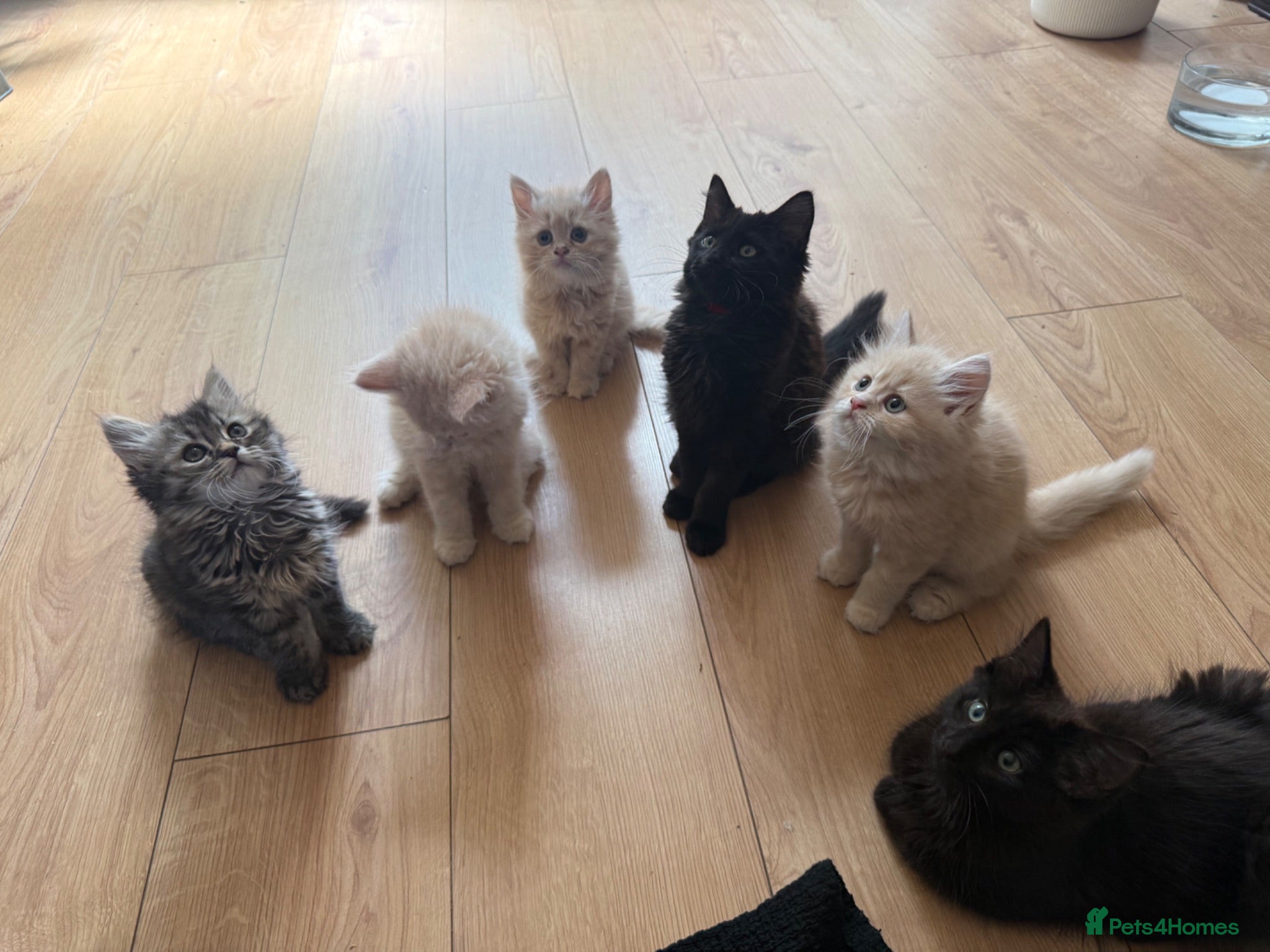 Siberian cats 6 beautiful Siberian kittens  - Advert 5