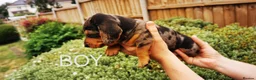 Dachshund dogs for sale: Dachshund in Swadlincote - Advert 4