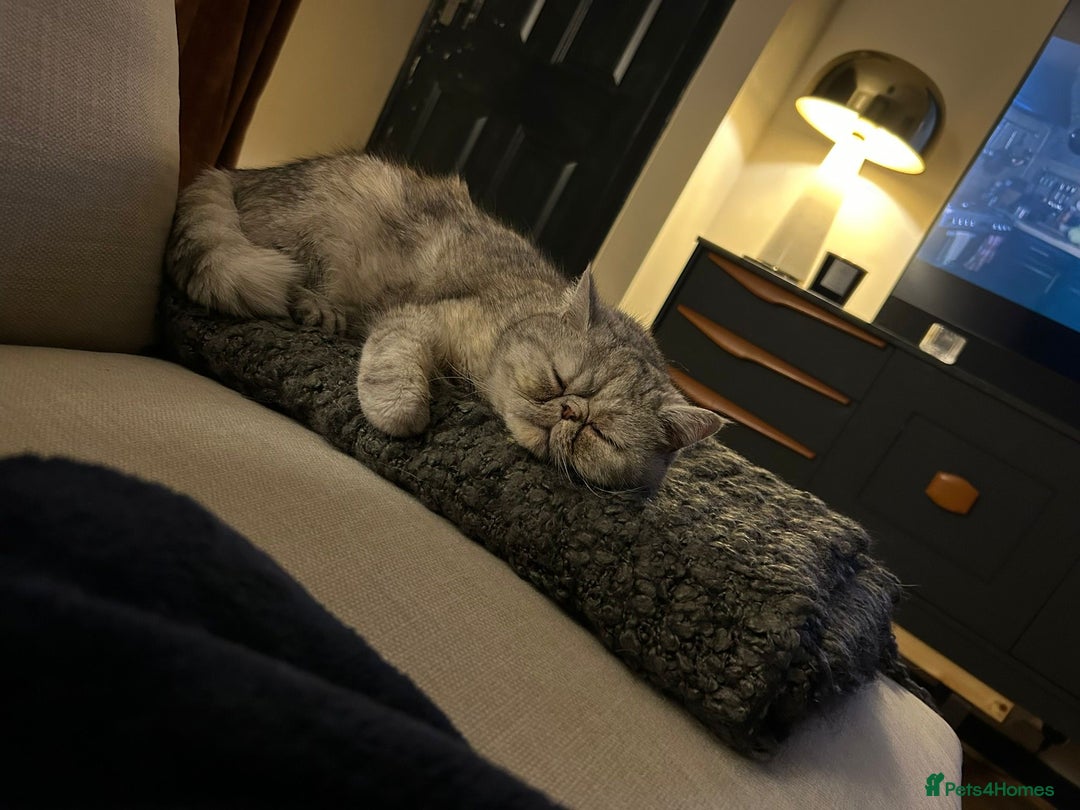 Exotic cats for sale: Exotic shorthair female cat - Advert 6