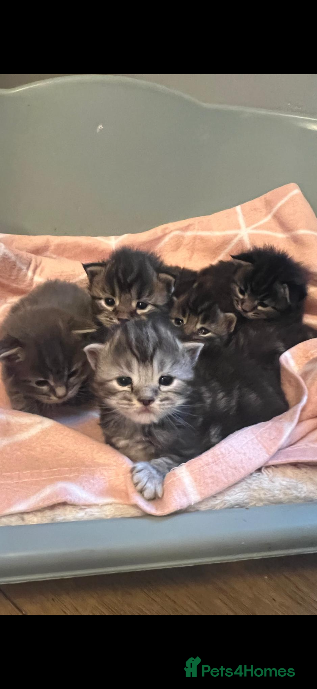 Maine Coon cats for sale: Full breed gorgeous Mainecoon kittens ready Jan 31 - Advert 2
