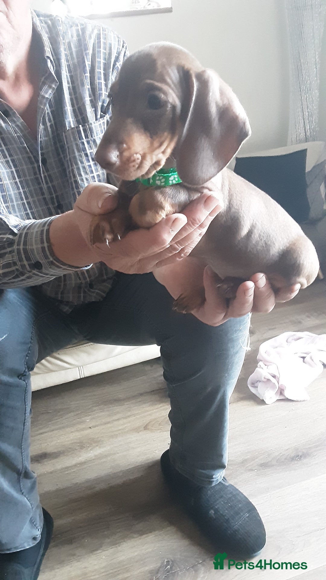 Miniature Dachshund dogs for sale: KC CHOCOLATE & TAN MINI DASCH - Image 1