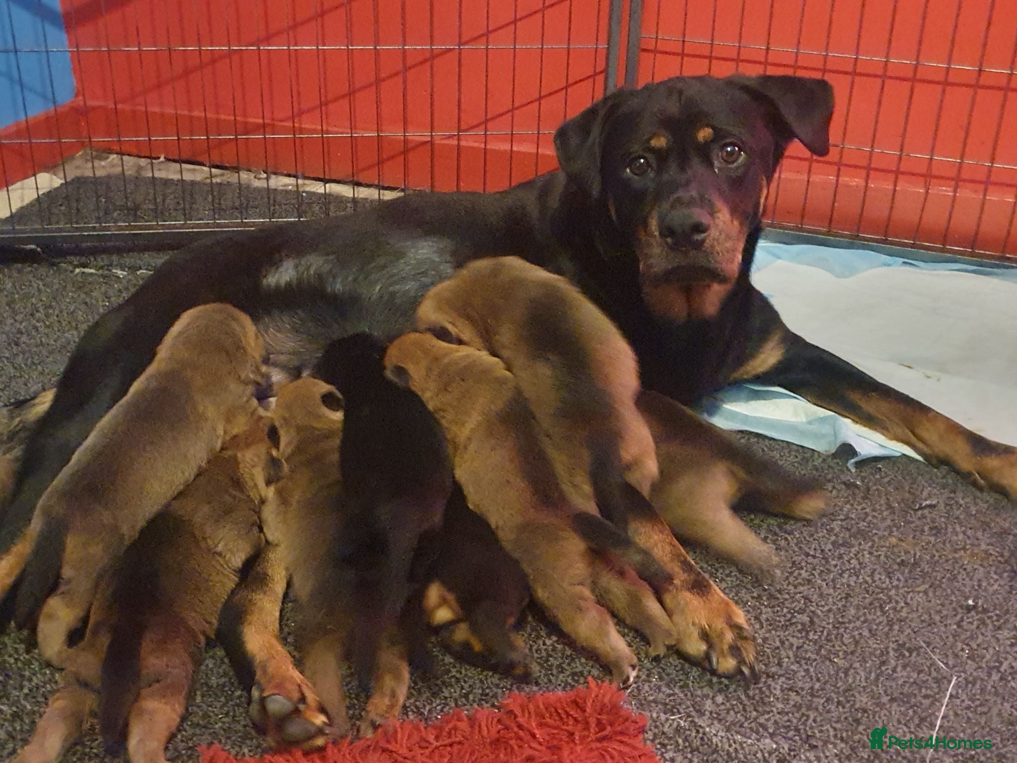 Mixed Breed dogs Rottweiler/ Sharpie Puppies - Advert 3