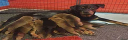 Mixed Breed dogs for sale: Rottweiler/ Sharpie Puppies in Willenhall - Advert 1