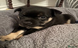 Mixed Breed dogs for sale: Beautiful puppies - Image 22