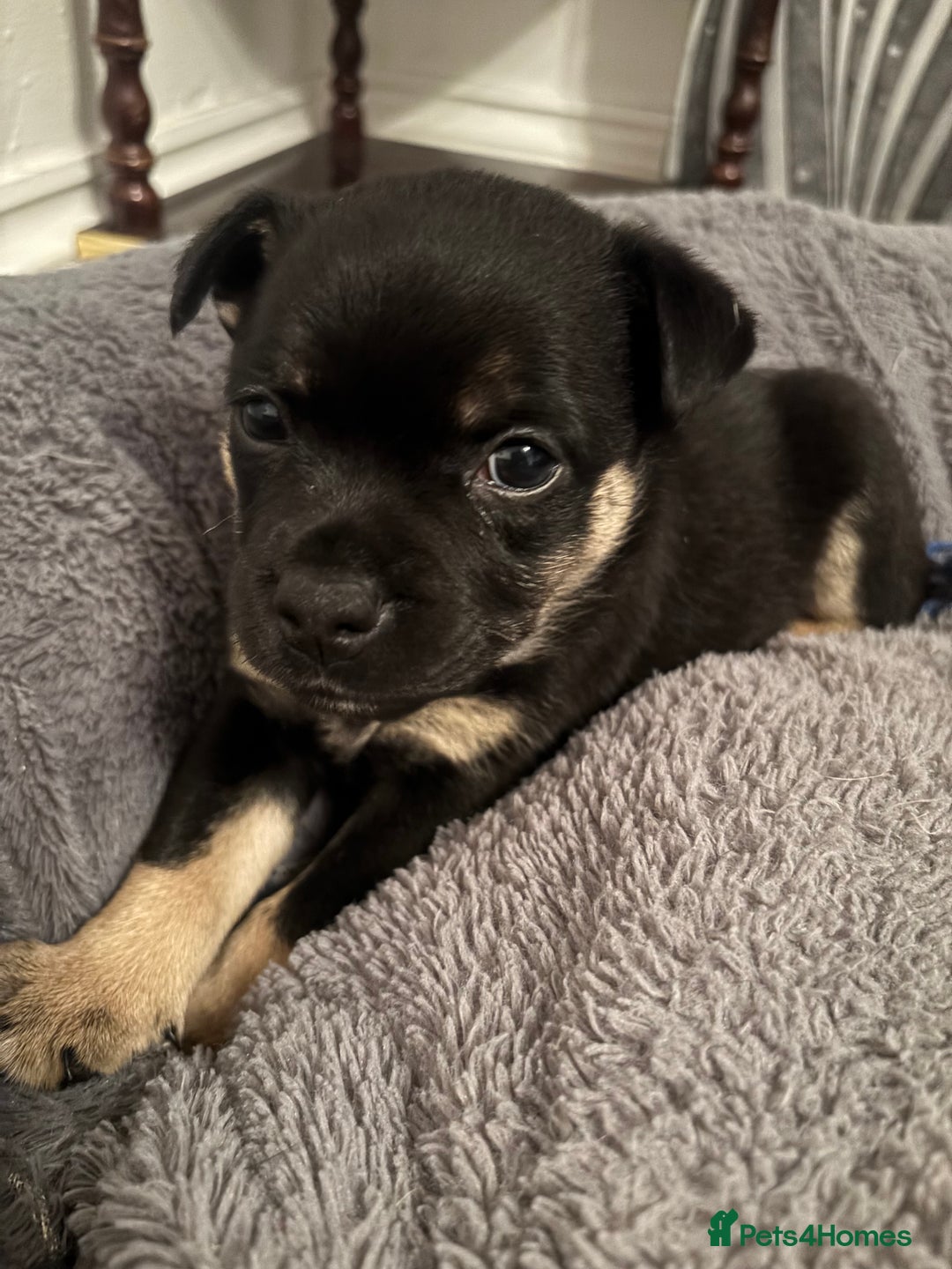 Mixed Breed dogs for sale: Beautiful puppies - Image 22