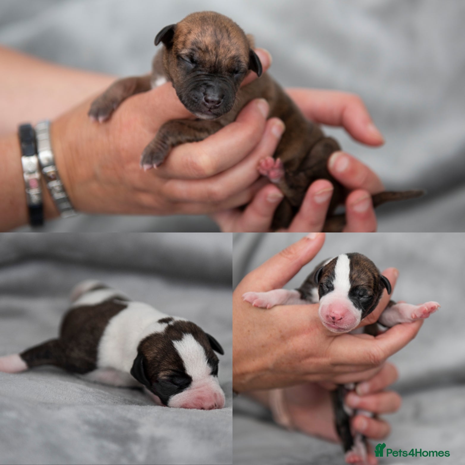 Whippet dogs STUNNING RED BRINDLE BOY & 2 BRINDLE PARTI-COLOURS - Advert 1