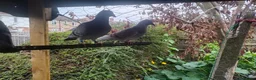 Pigeons birds for sale: Racing pigeons and mixed  - Advert 2