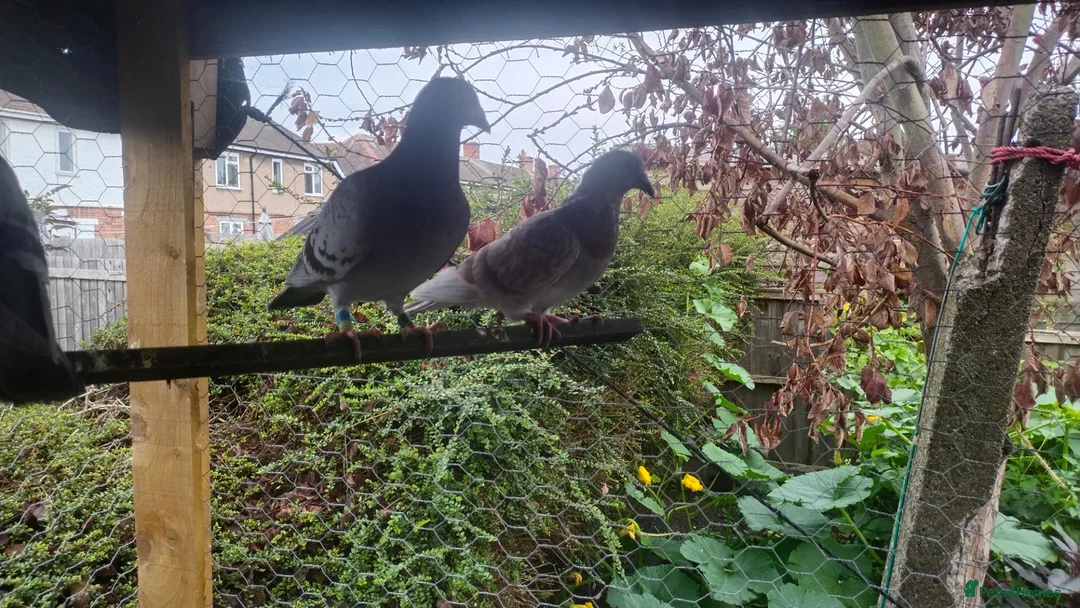 Pigeons birds for sale: Racing pigeons and mixed  - Advert 2