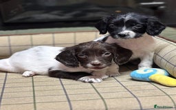 English Springer Spaniel dogs for sale: KC Springer Spaniel  - Advert 3