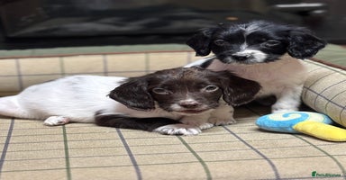 English Springer Spaniel dogs KC Springer Spaniel  - Advert 16