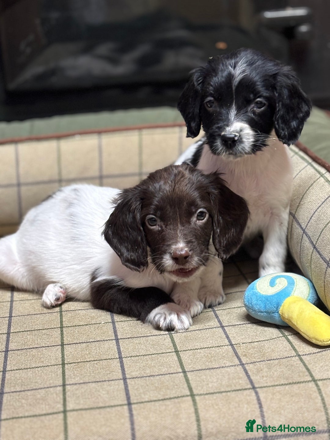 English Springer Spaniel dogs for sale: KC Springer Spaniel  - Advert 3