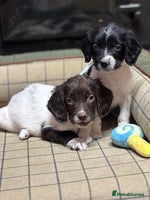 English Springer Spaniel dogs KC Springer Spaniel - Advert 7