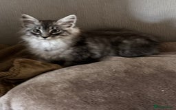 Maine Coon cats for sale: Ready now Maine Coon large Boys GCCF - Image 30