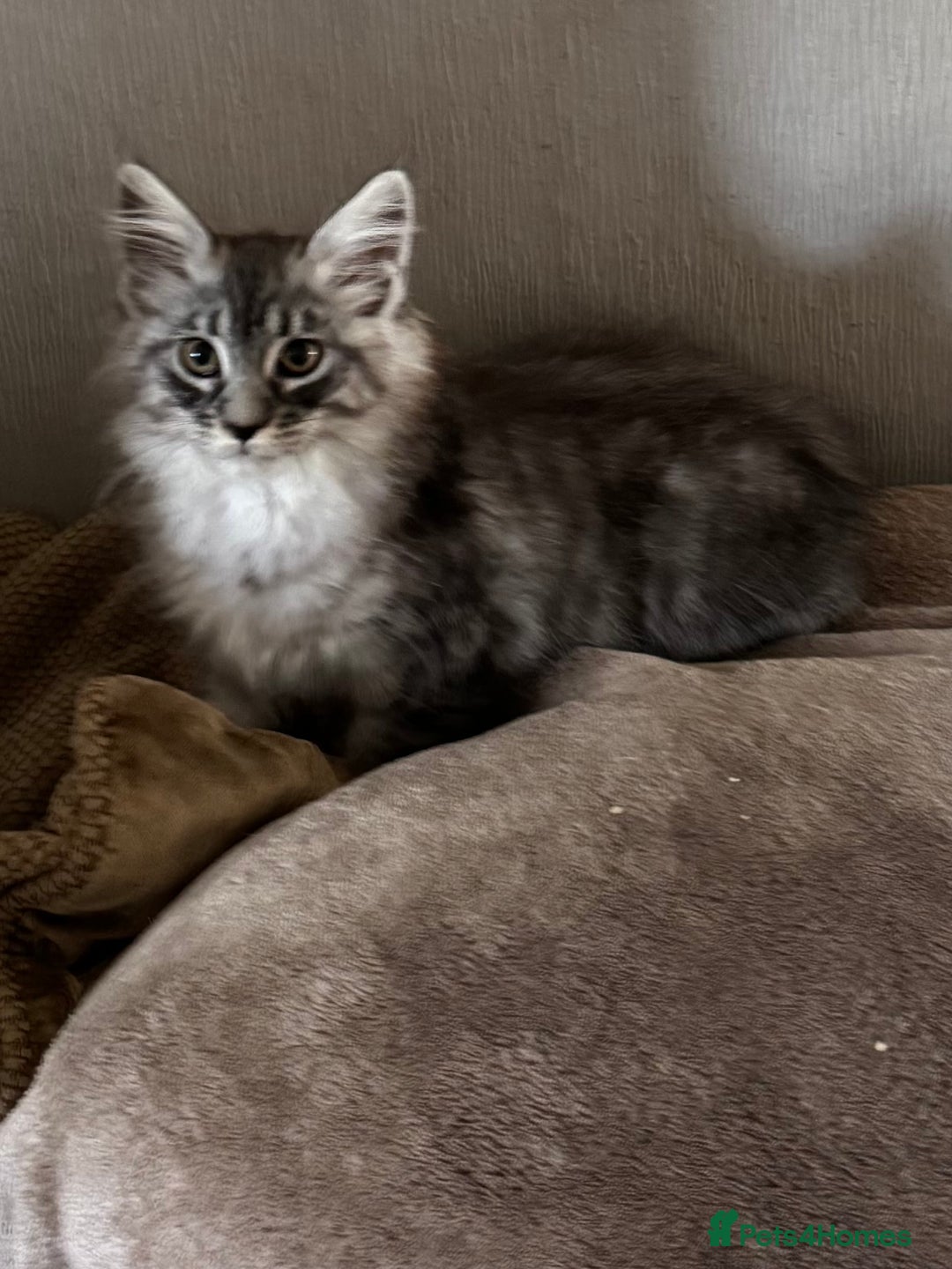 Maine Coon cats for sale: Ready now Maine Coon large Boys GCCF - Image 30