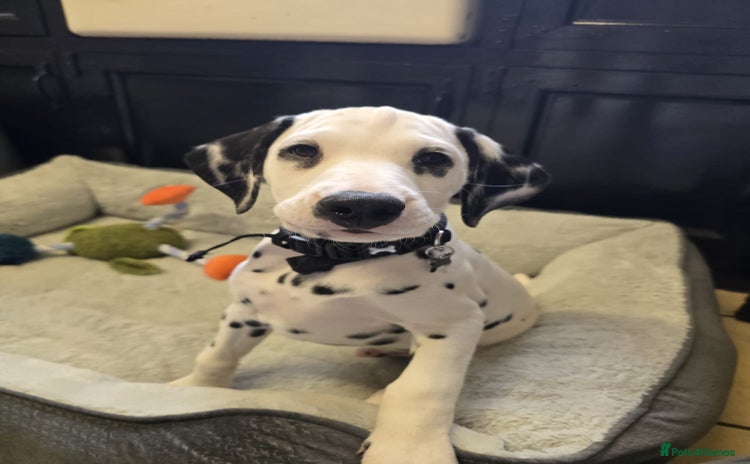 Dalmatian dogs - Advert 1