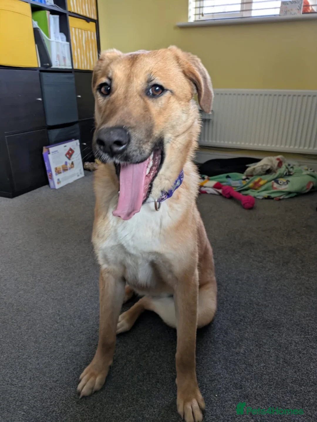 Mixed Breed dogs for adoption: Ree - stowmarket Suffolk  - Advert 7