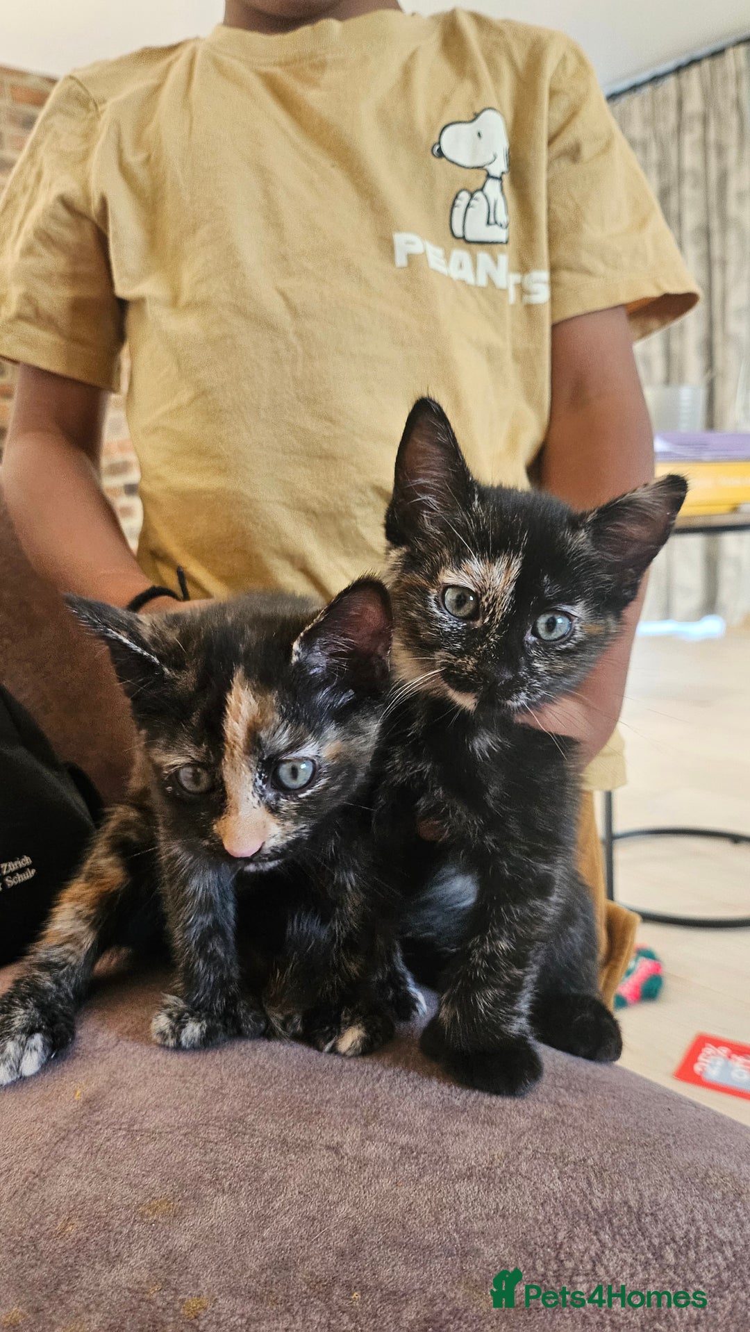 Mixed Breed cats for sale: 4 adorable kittens | ragdoll mix - Image 5