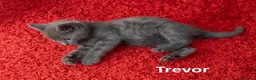 Russian Blue cats for sale: Russian Blue Cross Boy Kitten – Trevor - Advert 24