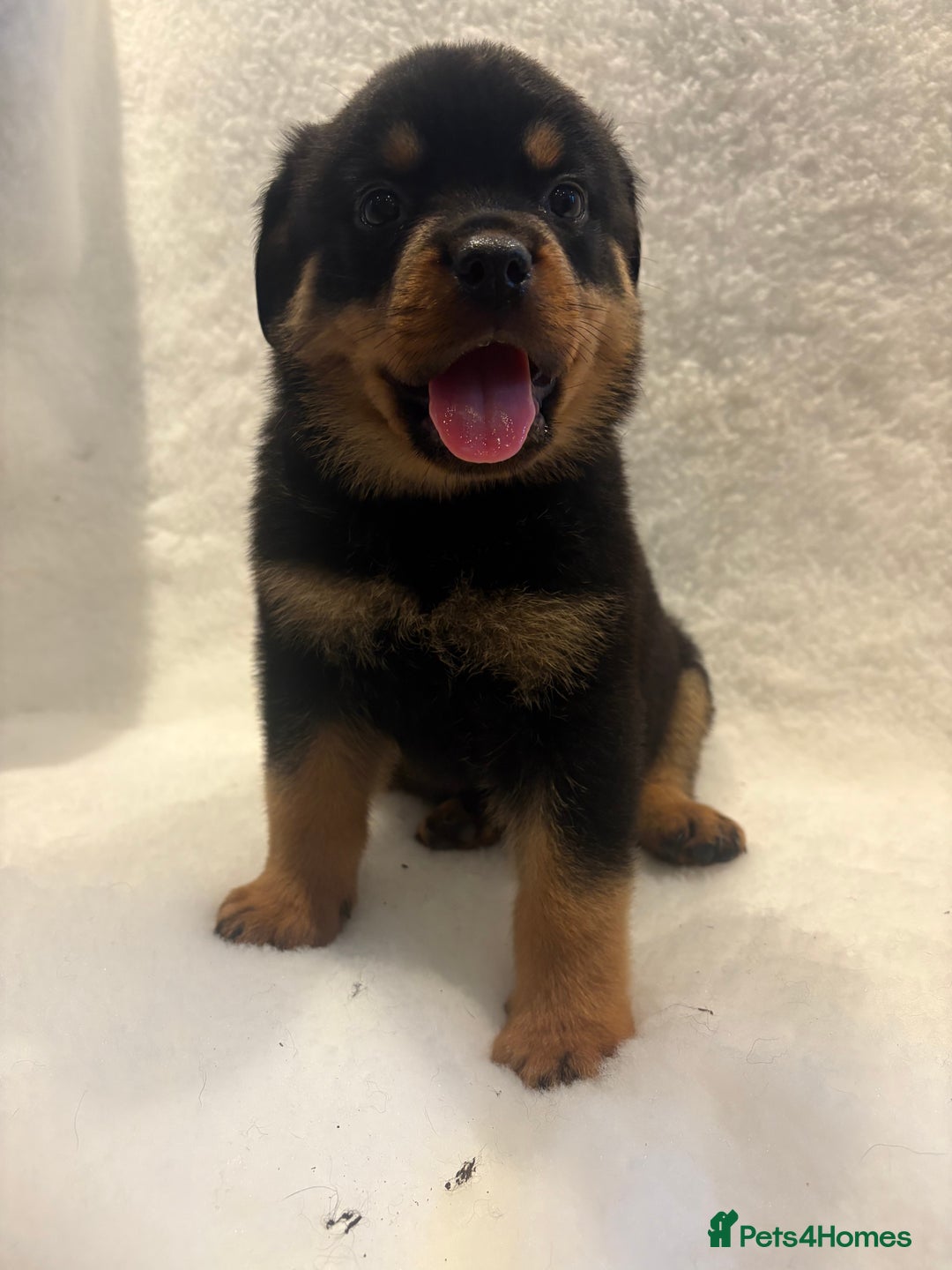 Rottweiler dogs for sale: ROTTWEILER PUPPIES. KC REG. - Advert 22