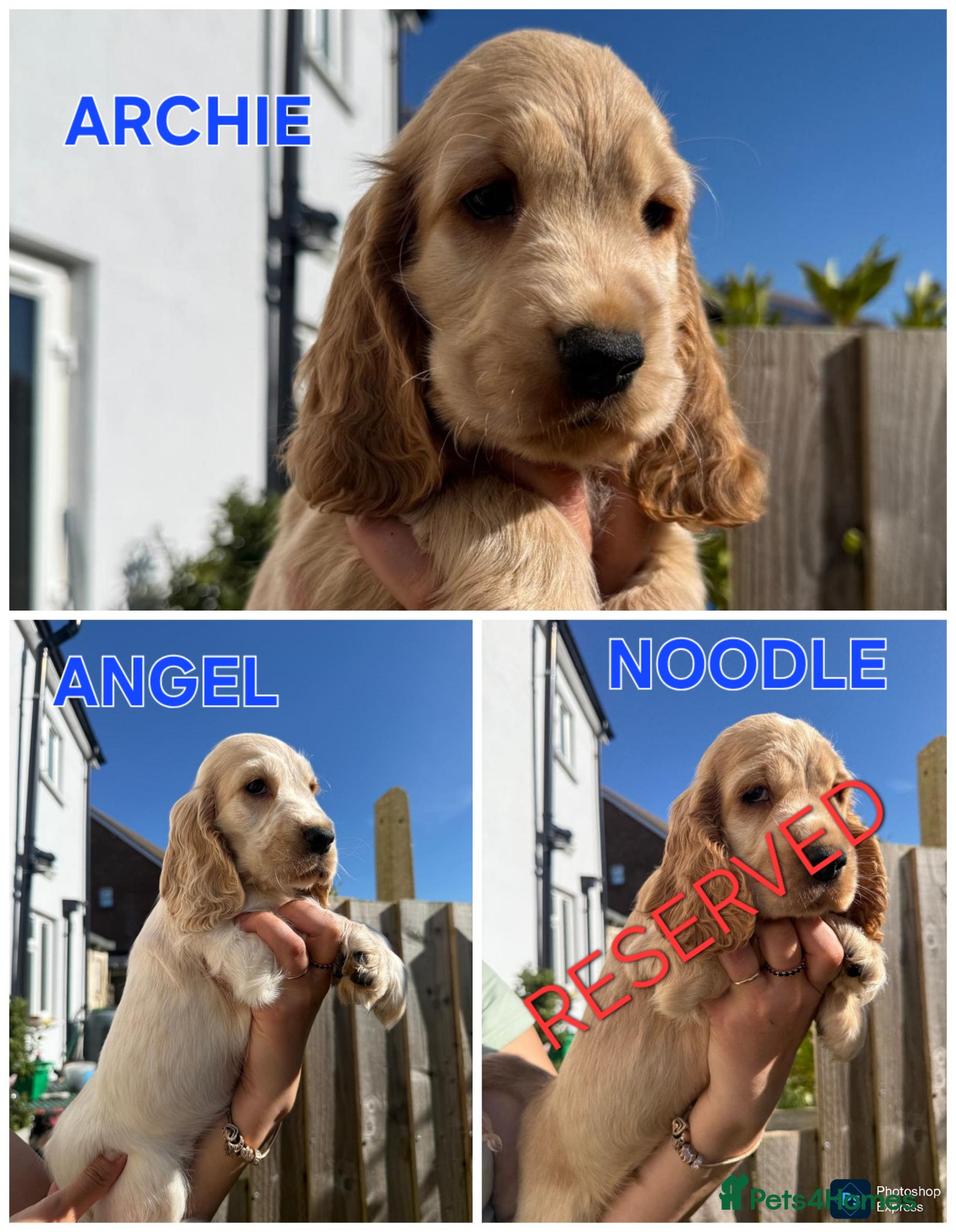 Cocker Spaniel dogs English Cocker Spaniel 2 puppies available  - Advert 5