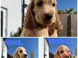 Cocker Spaniel dogs English Cocker Spaniel 2 puppies available - Advert 5