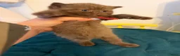 British Shorthair cats for sale: Tica registered BSH kittens - Advert 9